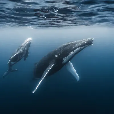 Nari's Whales
