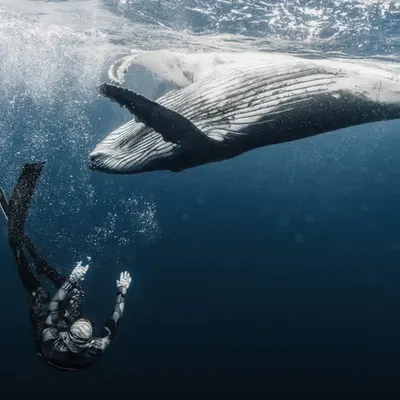 Tales from the Blue Planet - Part II