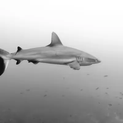 Silence