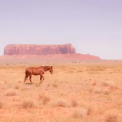 A Cowboy At Heart