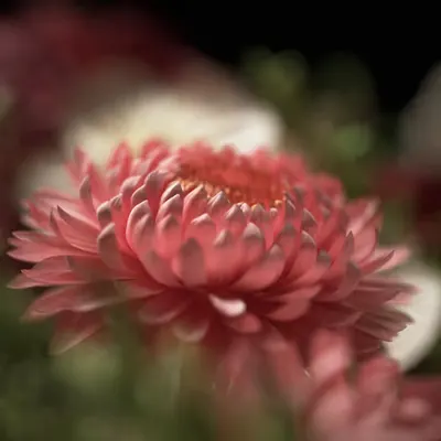  #2 Flora