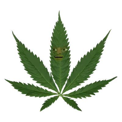 Pot