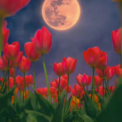 Moon from a Bug's Perspective, 2024