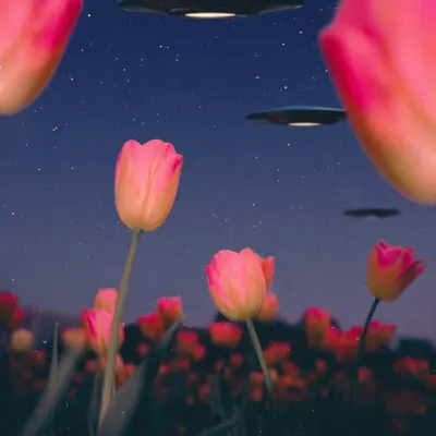 Alien Abduction from a Bug's Perspective, 2025