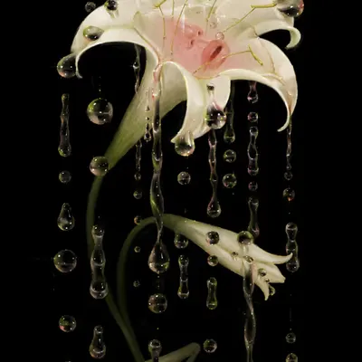 Scent