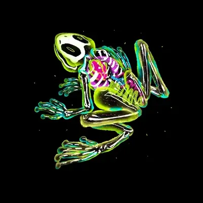 Shineler Frog