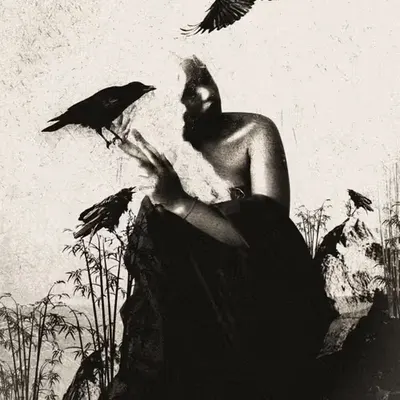 corvus corax