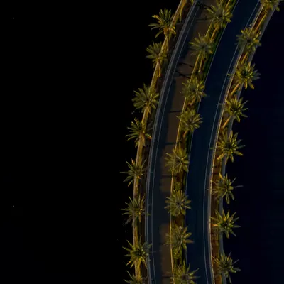 Palm Arches