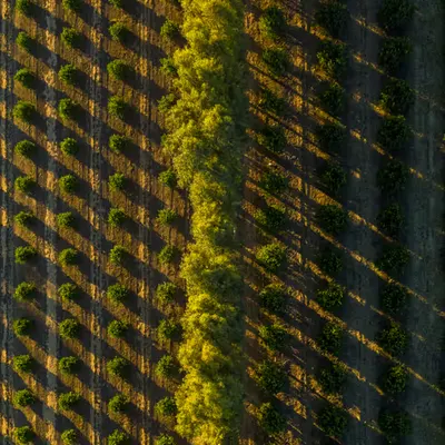 Tree Lined