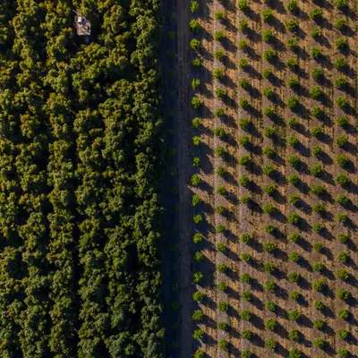 Split Field