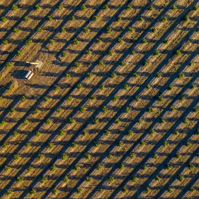 OCD Field