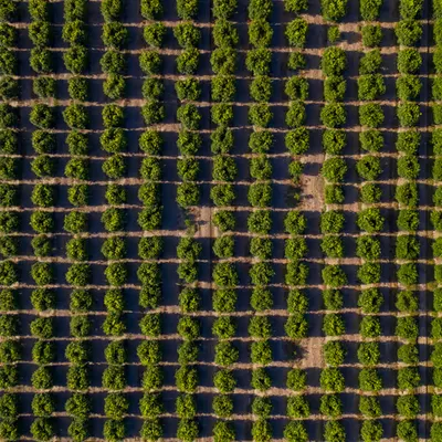 Patchwork Trees