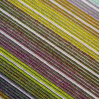 Rainbow Rows