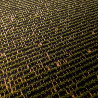 Army of Trees
