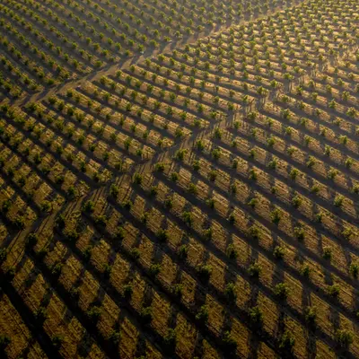 Field Patterns