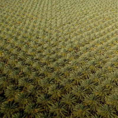 Palm Portfolio