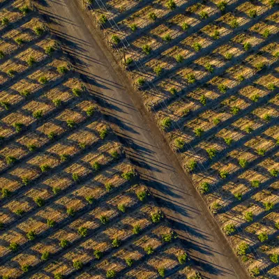 Angled Field