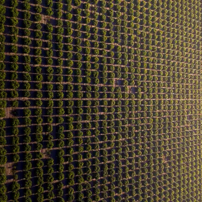 Growth Matrix