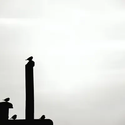 Monochrome Freedom