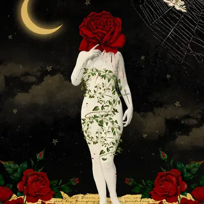 Midnight Rose