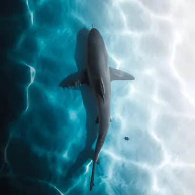 Sharkstar