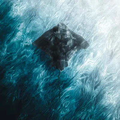 Ray-Fraction