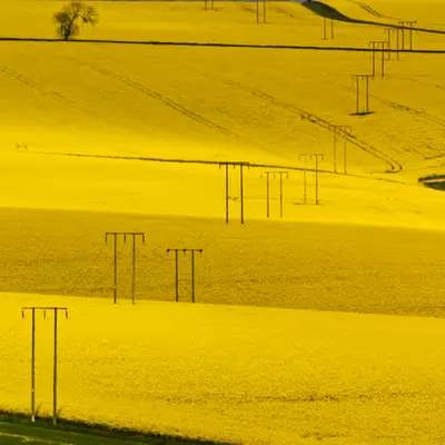 Golden Fields