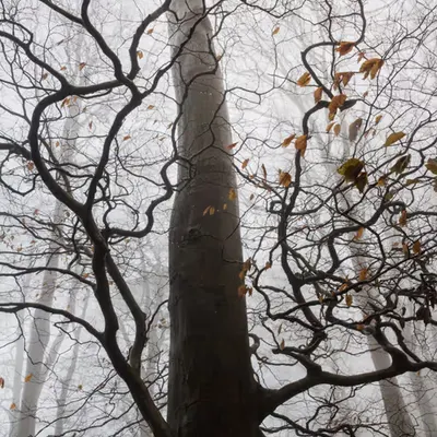Reaching Skyward