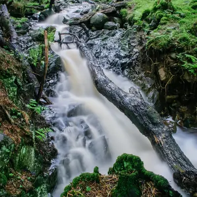Forest Stream