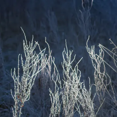 Light Play
