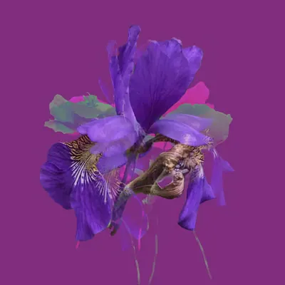 Fleur De Lis