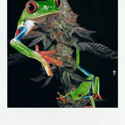tree frogs