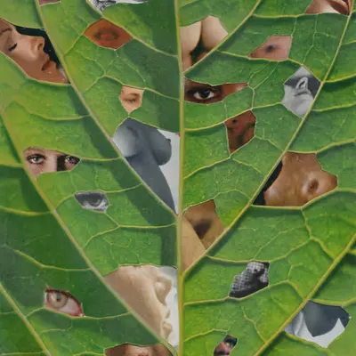 THROUGH THE STOMATA