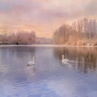 Swan Lake
