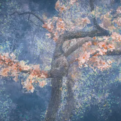 In bloom