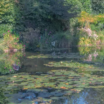 Water lilies in the sun