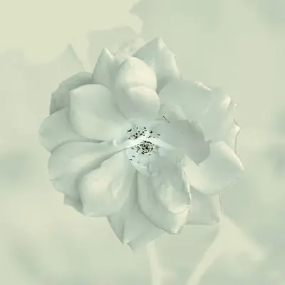 ORIGIN