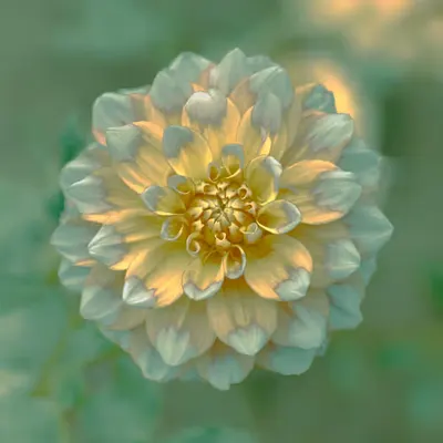 BLOOM