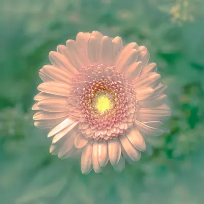PURE