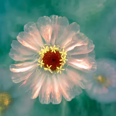AURA