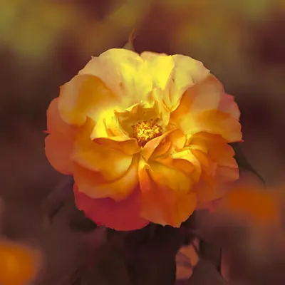 NECTAR