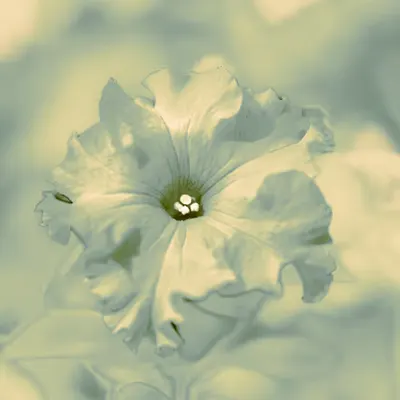 VEIL