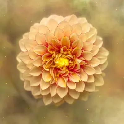 REVERIE