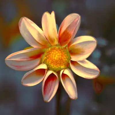 CALYRA