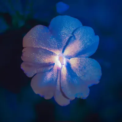GLIMMER