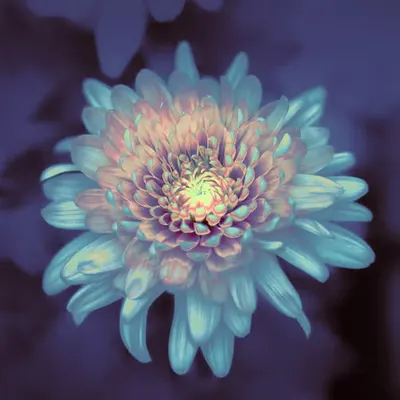 EQUINOX