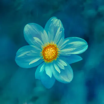 HOPE