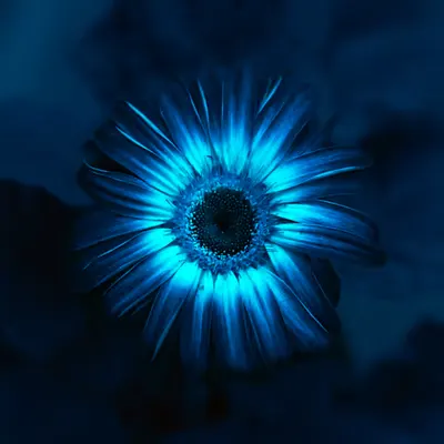 NOCTURNE