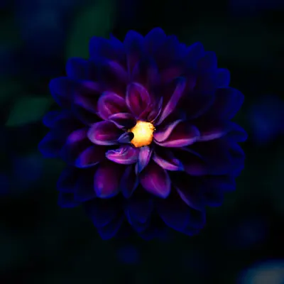 NIGHTFALL