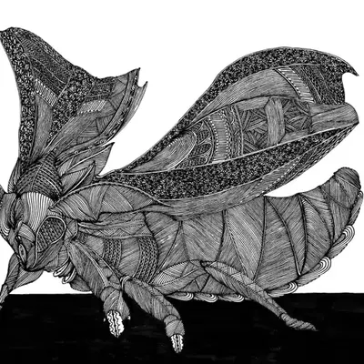 Moths ruthlessly